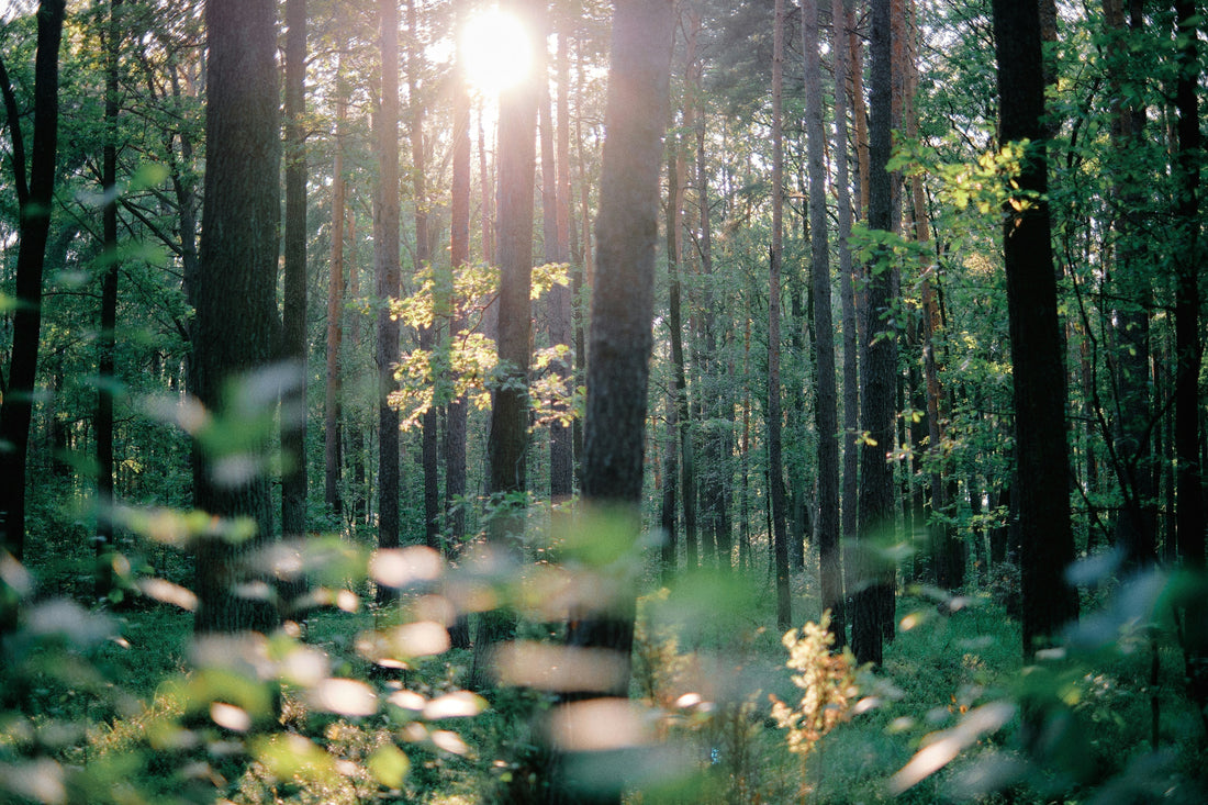 Soft morning light filtering through a quiet forest, creating a calm, still atmosphere.