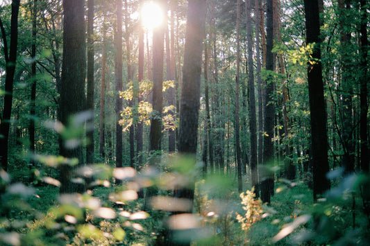 Soft morning light filtering through a quiet forest, creating a calm, still atmosphere.