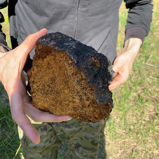 Hands holding a large chunk of wild Chaga mushroom, showing its dark outer crust and golden interior.