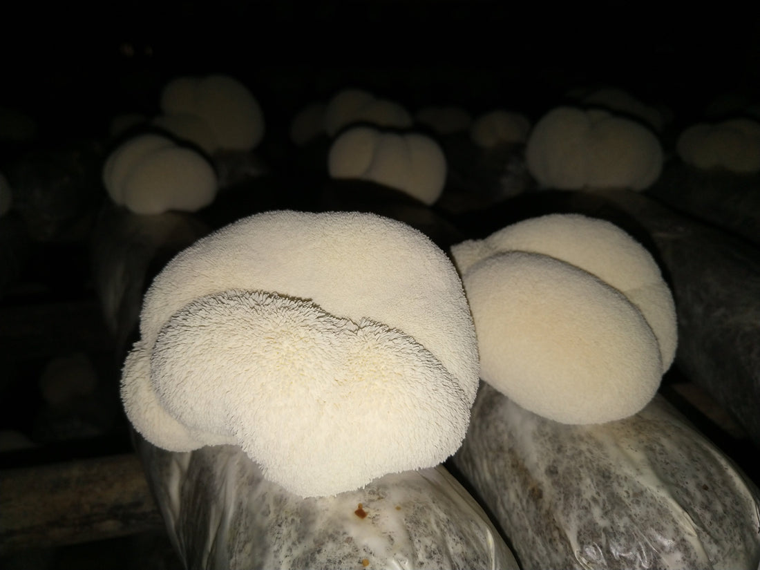 Close-up of organic Lion’s Mane mushrooms growing on substrate during cultivation, showing their white, fluffy fruiting bodies under low light.