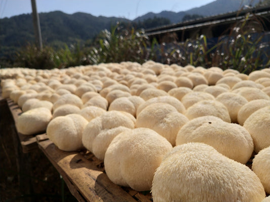 Fresh Lion’s Mane mushrooms drying outdoors on wooden racks in a mountain farm
