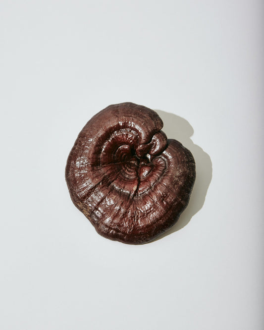 Whole dried Reishi mushroom photographed from above on a light neutral background.