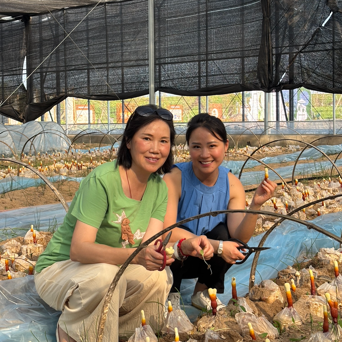 Co-founder and her mom harvesting Reishi mushrooms at a Dao Di region farm in China, surrounded by cultivated Ganoderma lucidum (Reishi).