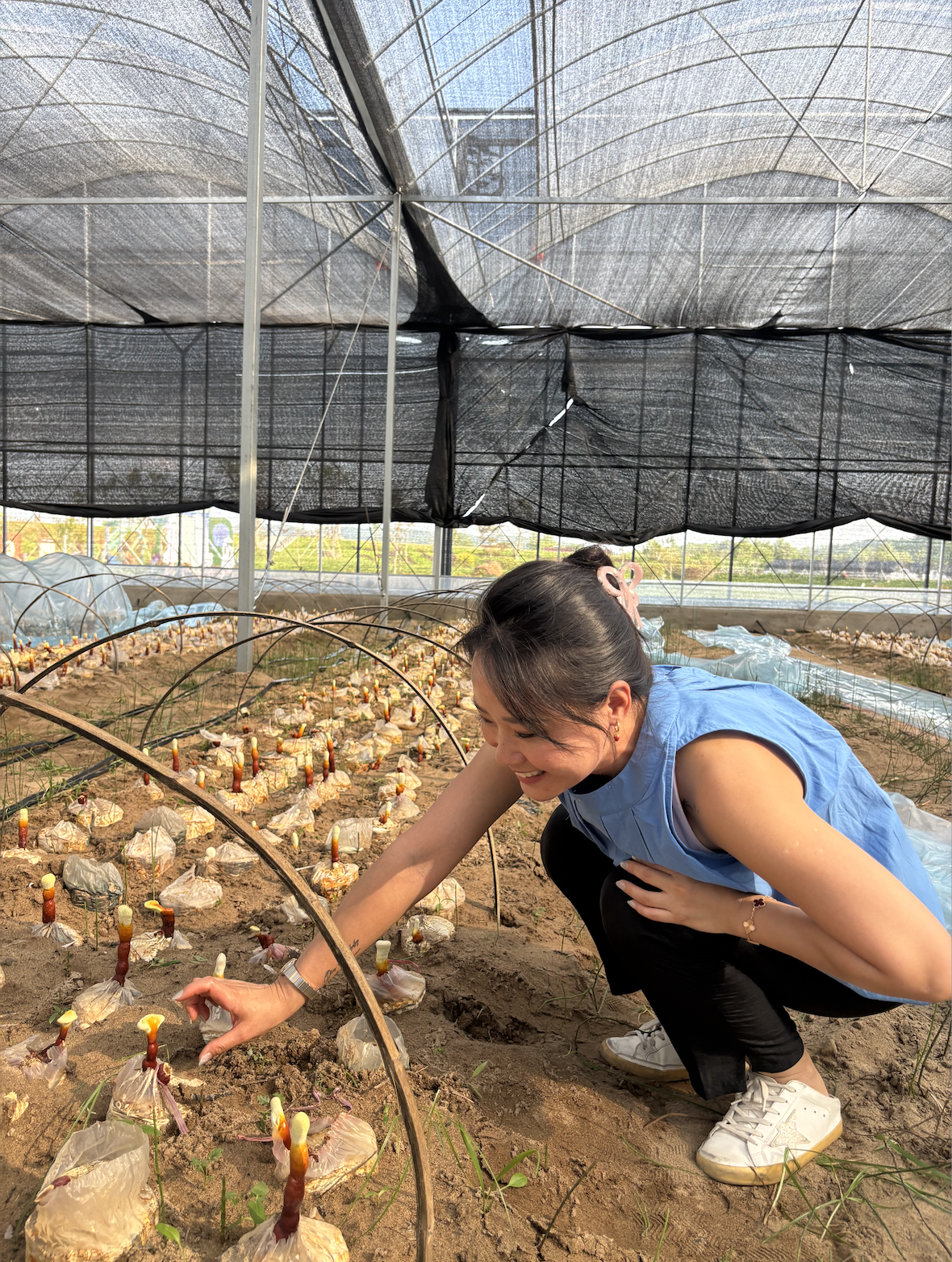 Co-founder tending to young Reishi mushrooms growing in a greenhouse farm